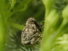 Ceutorhynchus pallidactylus