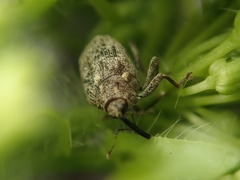 Ceutorhynchus pallidactylus