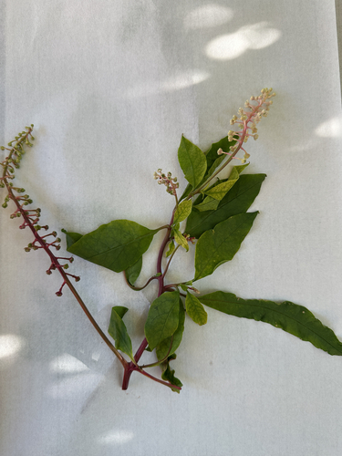 American pokeweed
