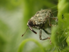 Ceutorhynchus pallidactylus