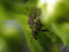 Ceutorhynchus pallidactylus