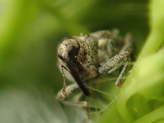 Ceutorhynchus pallidactylus