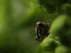 Ceutorhynchus pallidactylus