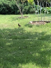 Spodiopsar cineraceus