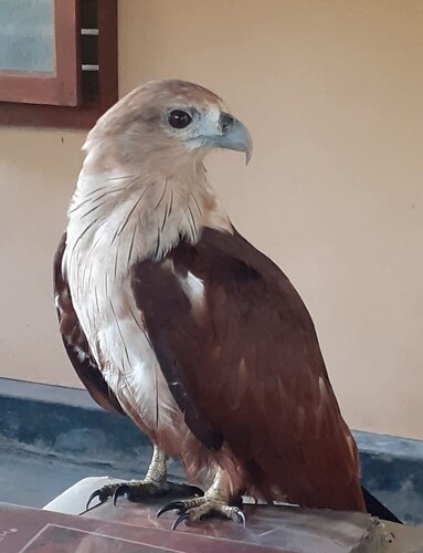 Brahminy Kite