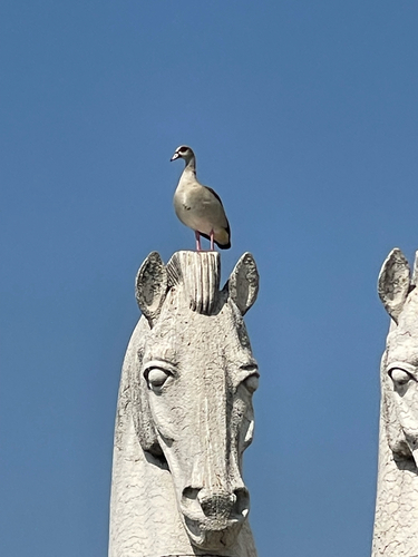 iNaturalist image