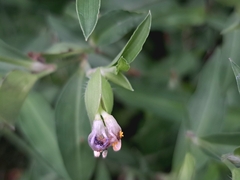 Commelina auriculata