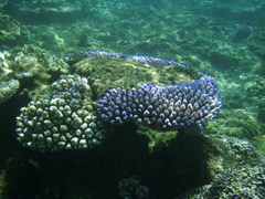 Acropora