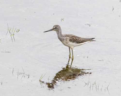 iNaturalist image