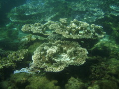 Acropora