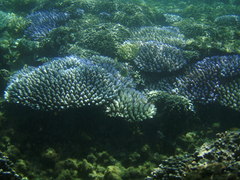 Acropora