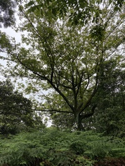 Alniphyllum pterospermum