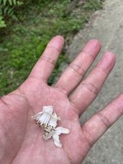 Alniphyllum pterospermum