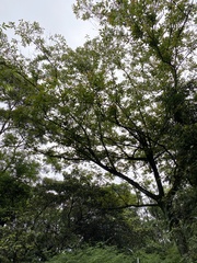 Alniphyllum pterospermum