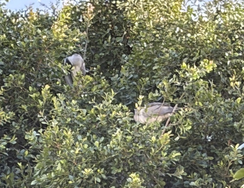 iNaturalist image