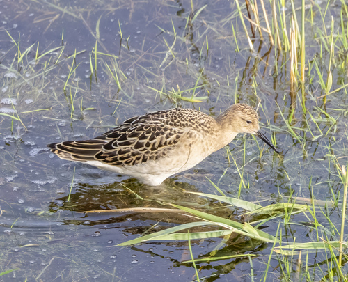 iNaturalist image