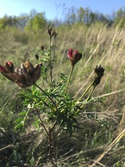 Astragalus cornutus