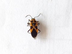 Tropidothorax sinensis