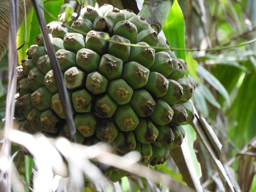 Pandanus dubius observed 2026-07-07