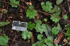 Hydrocotyle setulosa
