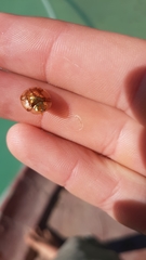 Aspidimorpha quadriremis