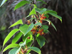 Schisandra arisanensis