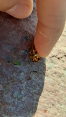 Aspidimorpha quadriremis