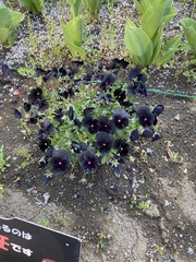 Viola × wittrockiana