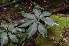 Arisaema formosanum