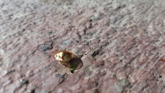 Aspidimorpha quadriremis