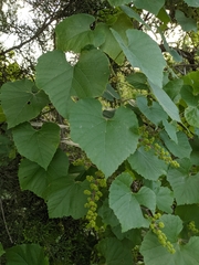 Vitis berlandieri