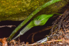 Arisaema formosanum