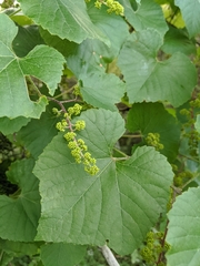Vitis berlandieri