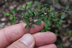 Coprosma dumosa