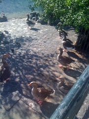 Anser anser domesticus