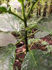 Paraphlomis javanica