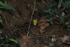 Pyrisitia dina westwoodi