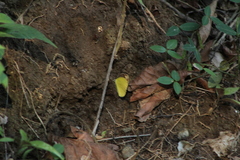 Pyrisitia dina westwoodi