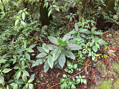 Paraphlomis javanica