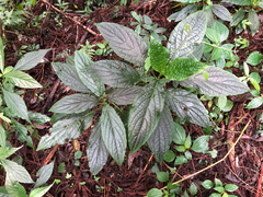 Paraphlomis javanica