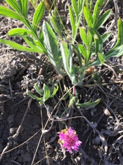 Psephellus marschallianus