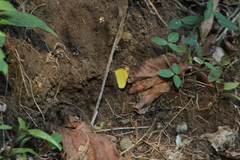Pyrisitia dina westwoodi