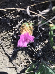 Psephellus marschallianus