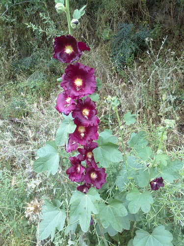 Alcea rosea