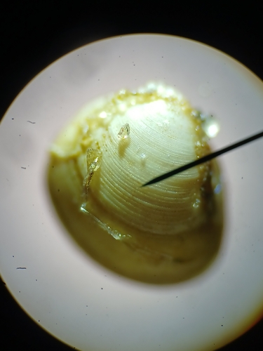 Euglesa compressa observed 2026-07-26