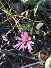 Psephellus marschallianus