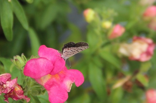 Tongeia filicaudis