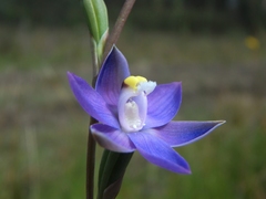 Thelymitra holmesii