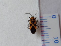 Tropidothorax sinensis