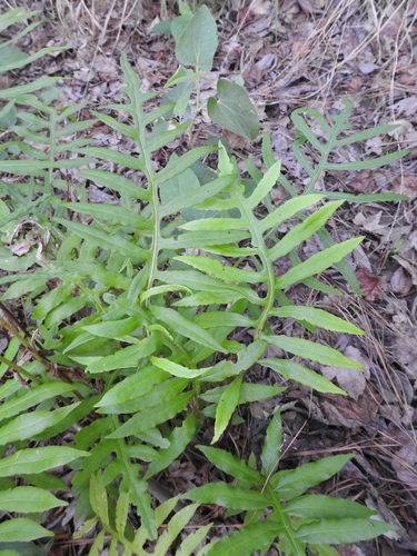 Lorinseria areolata image